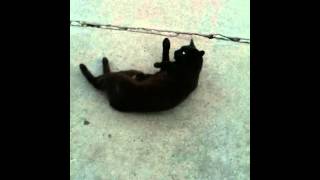 Midnight rolling on the ground