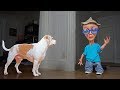 Dog vs Alien in Disguise Prank: Funny Dogs Maymo, Penny & Potpie