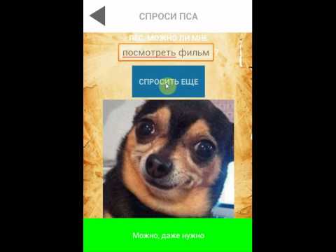 Magic Ball. Ask the dog Video