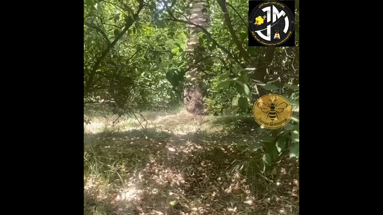 عسل الشوكيات واليوكالبتوز