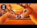 Animated Short Film A Beautiful Summer Night By Castelli Savic Brun Derail Dupuy Leboucher