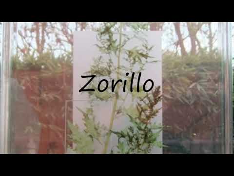 How to Pronounce Zorillo?