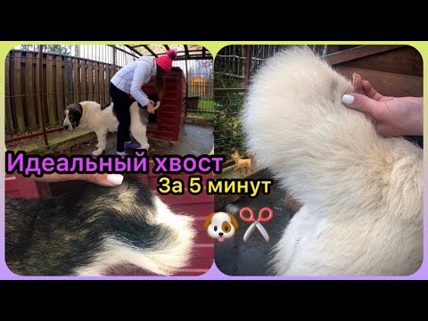 СТРИЖКА АЛАБАЯ | СТРИЖЕМ ХВОСТИКИ |Уход за шерстью| Груминг на дому || Волкодав|| Dog Grooming 🐶✂️