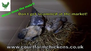 How to spot a male baby chicken at a sale!! Don