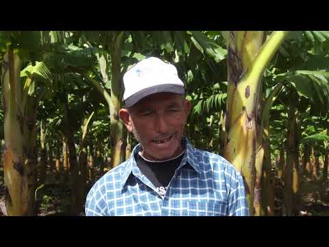 Incentivan la producción de alimentos en #LasTunas como estrategia para el desarrollo local