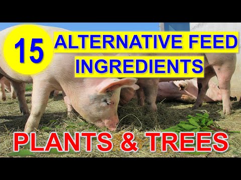 , title : '15 Alternative Feed Ingredients for Pig to Reduce the Feed Cost'