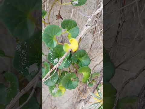 Strandwinde (Calystegia soldanella): Die Wächterin der Dünen erkennen