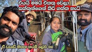 Download lagu එයාගේ අලුත් සහයකයා 😎 හිතන තරම් ලේසි නැති ෆාම්න් Milking NZ dairy farm 🇳🇿 @dilinithrimanna 🇱🇰 mp3