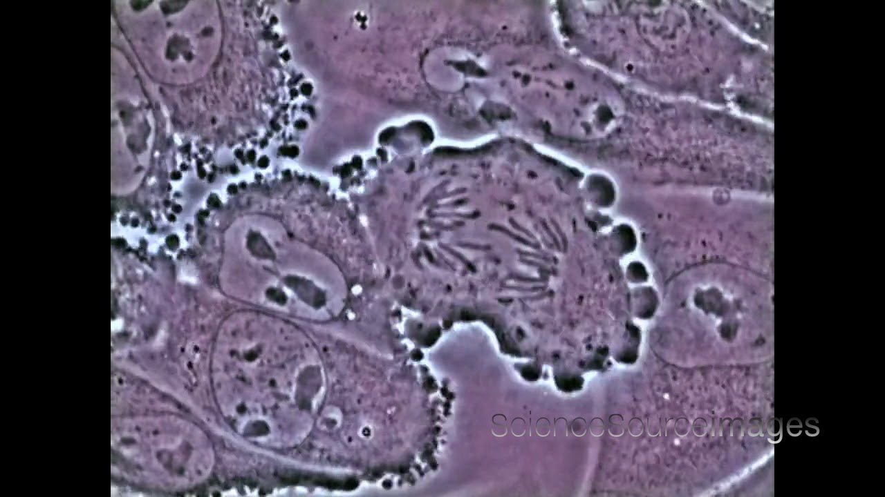 Mitosis in an animal cell Under the Microscope