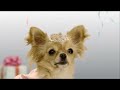 Opening To Alvin And The Chipmunks Chipwrecked 2012 Disney DVD