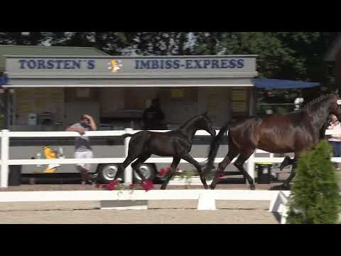 Hf v Cornet de Semilly x Collado x Argentinus 2022