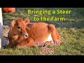 Raising a Jersey Steer for Beef - Small Farm Living