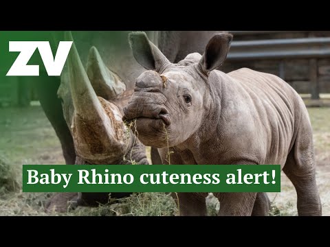 Raising Rhinos Experience at Werribee Open Range Zoo