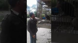 Download lagu Tuwu palu gacor HP 085394053811 mp3 Download lagu Tuwu palu gacor HP 085394053811 mp3