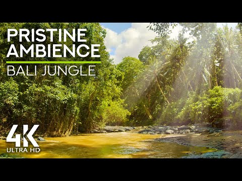 8HRS Healing Therapy of River Sounds & Exotic Birds Singing in Rainforest - Jungle River Ambience