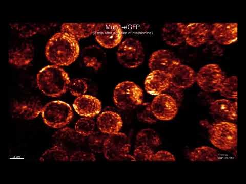 Recruitment dynamics of ESCRT-III and Vps4 to endosomes and implications for reverse membrane