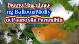 PAANO MAG ALAGA NG BALLOON MOLLY AT PAANO SILA PARAMIHIN