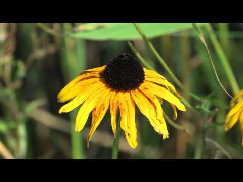 Ökolehrpfad MOTIP DUPLI - Eindrucksvolle Aufnahmen