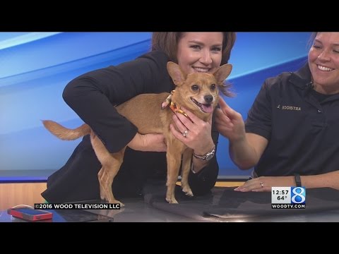 KCAS Pets of the Week: Harvey and Scooby Doo