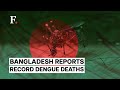 Bangladesh Reels Under Rising Dengue Cases With Nearly 300 Dead