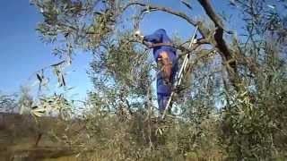 preview picture of video 'Poda del olivo. Chucena. (Huelva).オリーブ剪定/Pruning of the olive tree.Chucena(Spain)'
