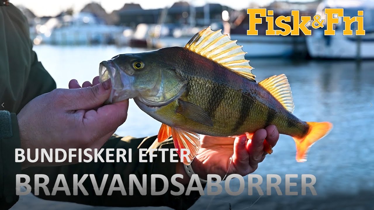 NY VIDEO: BUNDFISKERI EFTER BRAKVANDSABORRER