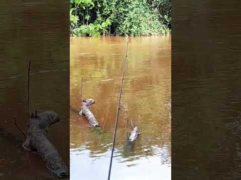 pescaria no rio Pindaré Bom Jesus das selvas MA.