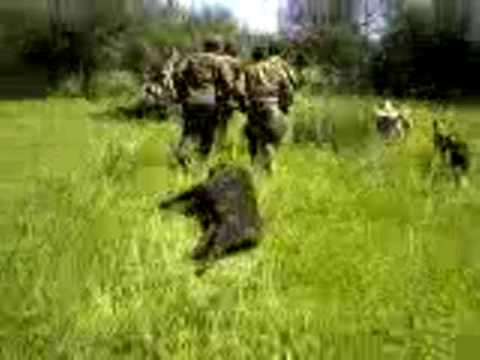 Caza de Jabalí en paysandu (A° Buricayupi) con perros