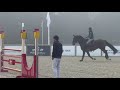 Cheval de 8 ans tres concours