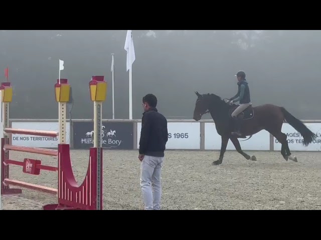 Cheval de 8 ans tres concours