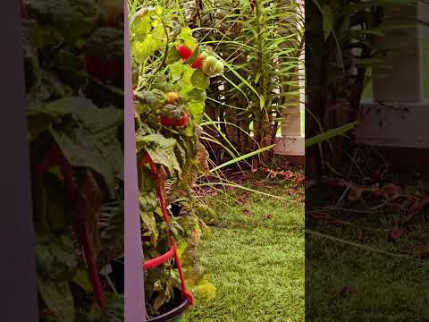 You too can be a Ham Radio Operator.