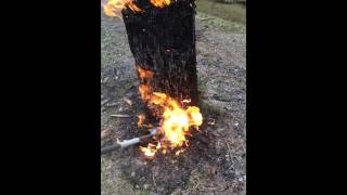 Torching a tree