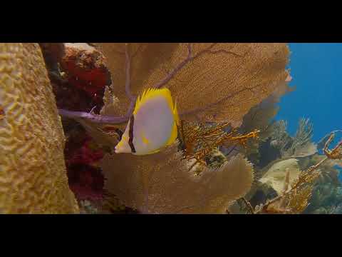 1 Butterflyfish - scuba diving video