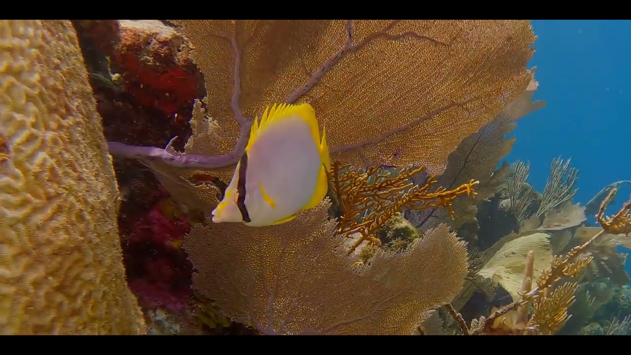 Disk-Shaped Colorful - Caribbean Butterflyfish videos, genus and species.