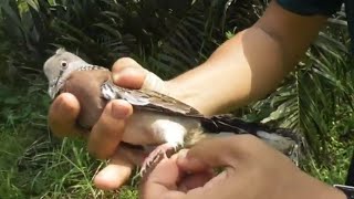 Download lagu easiest dove trap with motorcycle spokes mp3