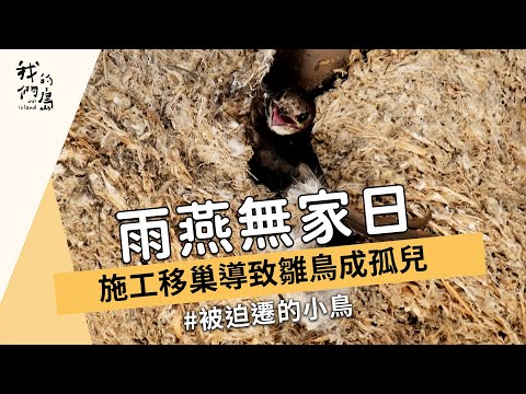 小雨燕巢