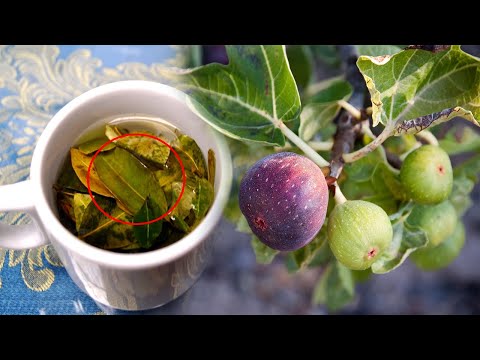 Ju duhen vetëm 3 gjethe fiku, përgatisni në këtë mënyr dhe do kuroni 1 nga problemet më të përhapura