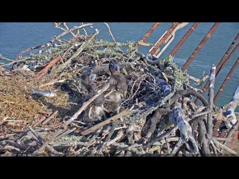 Osprey chicks rumble