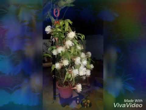 Maa Intlo Brahmakamalam flowers