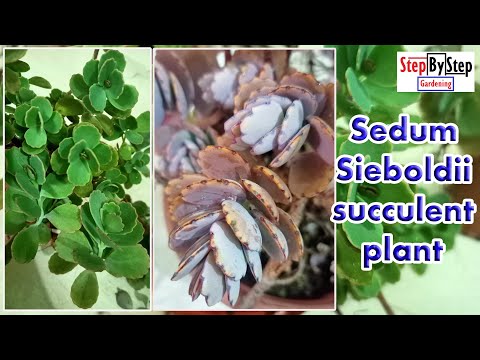 , title : 'Sedum Sieboldii plant care and propagation//October Daphne//succulent plant'