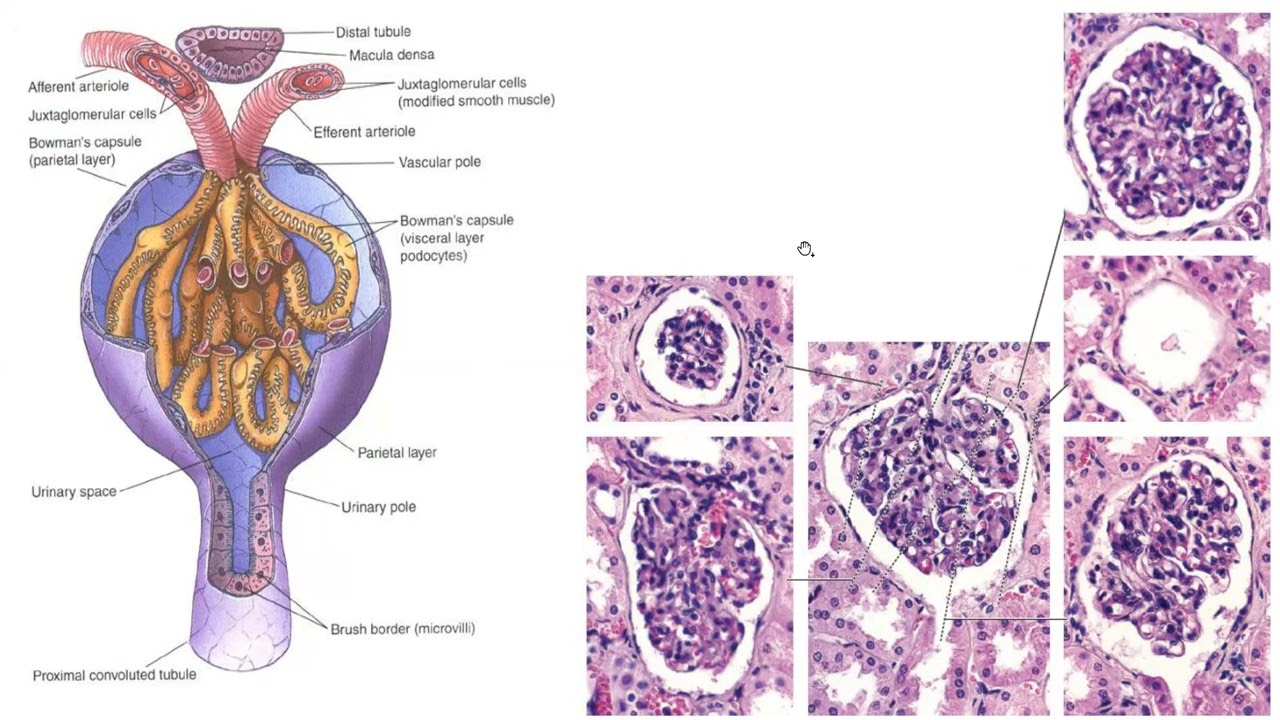 Introducción a los Tejidos. Prepa de Histología