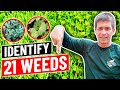 Weed Identification - Identify 21 Common Weeds in Lawn