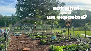 Hell’s Kitchen Chef’s May Garden Tour — Tomatoes, Peppers, and What’s About to Hit the Plate