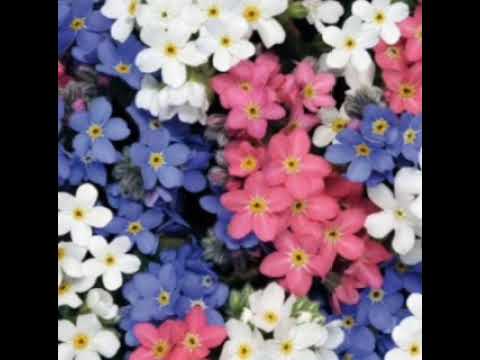 Ormakal marikkilla#song#kavitha$