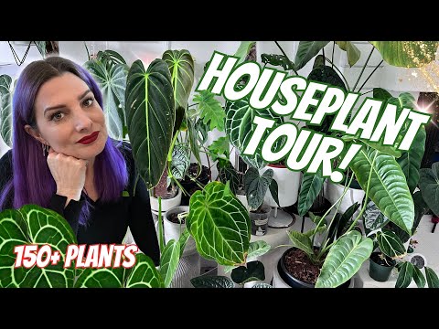 Houseplant Tour 2024 🌱 150+ Rare and Common Plants!✨