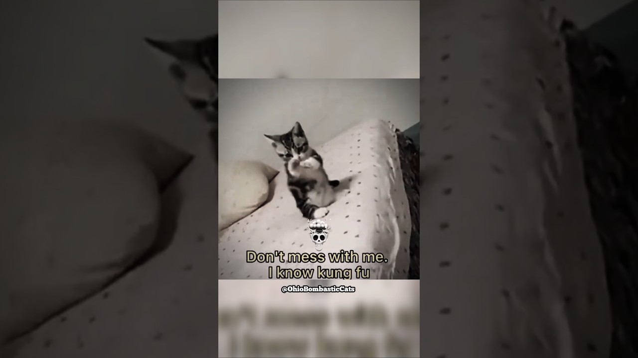 Cats #cat #cats #catlover