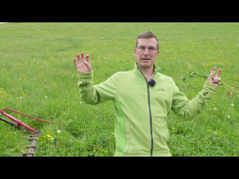 Hexenringe im Grünland