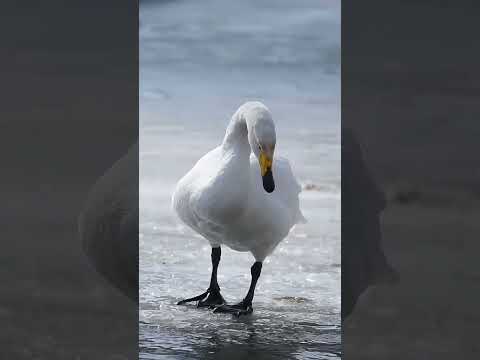 அன்னபறவை 🦢🦢