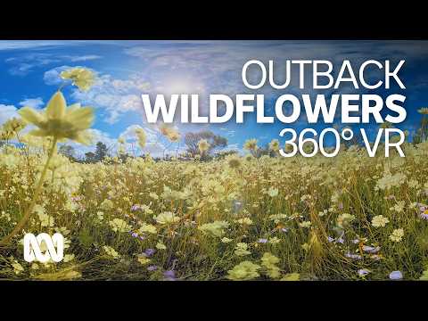 Wildflowers of the Midwest of WA 360° (VR) ABC Australia