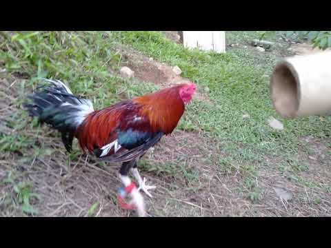 BISAYA GAME FARM  SURIGAO CITY